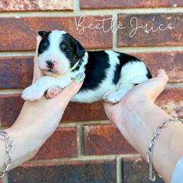 Beetle Juice - Black and white male Bernedoodle puppy in Owasso, Oklahoma from Kallams Bernedoodles & Bernese Mountain Dogs