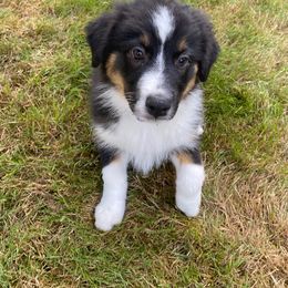 Australian Shepherd Puppies from LIT Aussies
