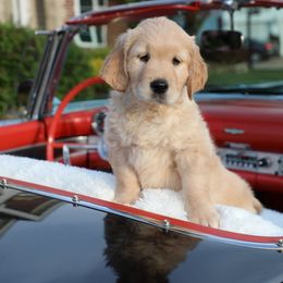 Golden Retriever Puppies from Darmorr Golden's