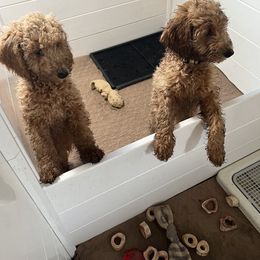 Goldendoodle Puppies from Dream Lake Doodles