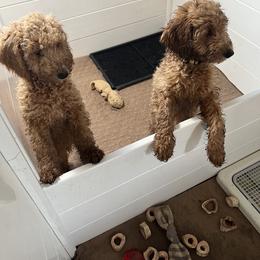 Goldendoodle Puppies from Dream Lake Doodles