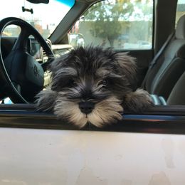 Miniature Schnauzer Puppies from Bear + Bean Schnauzer Farm