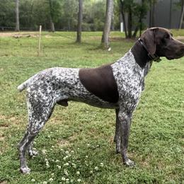 Drake - German Shorthaired Pointer