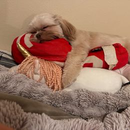 Maverick - Shih Tzu