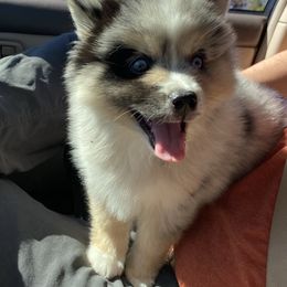 Pomeranian and Pomsky Puppies from Pine and Sea Pomskies