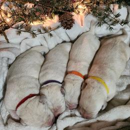 Orange collar - Yellow female Labrador Retriever puppy in Mossyrock, Washington from White River Labradors