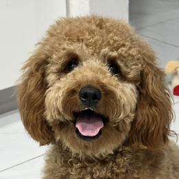 Coco - Goldendoodle