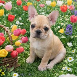 Peaches - Fawn female French Bulldog puppy in Philadelphia, Pennsylvania from Kiki Leigh Frenchies