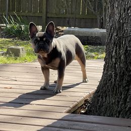 Gigi - French Bulldog