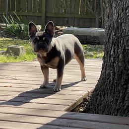 Gigi - French Bulldog
