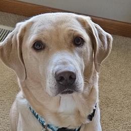 Labrador Retrievers from Lakeside Labradors