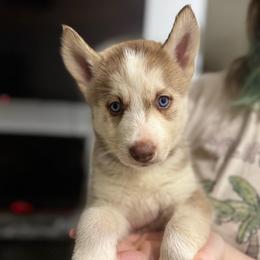 Girl 1 - Red and white female Siberian Husky puppy in Laneville, Texas from ETX Huskies