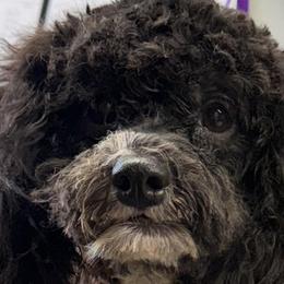 Bessie - Black female Cockapoo puppy in Lebanon, Kentucky from Mosaic Merle Doodles