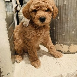 Bernedoodle and Goldendoodle Puppies from Cottrell’s Poodles & Doodles