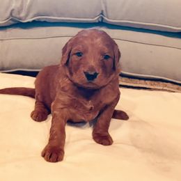 Goldendoodle Puppies from Doodles by Dana