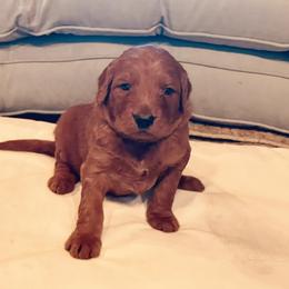 Goldendoodle Puppies from Doodles by Dana