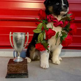 Wonder Woman - Black tri female Miniature American Shepherd puppy in Thomasville, North Carolina from TaraFox Miniature American Shepherds