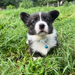 Baby blue - Brindle and white female Cardigan Welsh Corgi puppy in Pilot, Virginia from Castle KC  (Katie's Corgis)  - VKM Farmstead