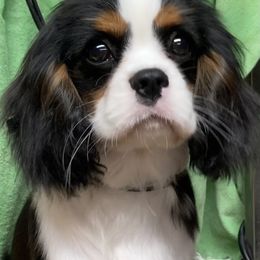 Cavalier King Charles Spaniel Puppies from Karlee Gray Stone Cavaliers