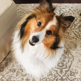 Shetland Sheepdog All Grown Up from Fox Point Farm Toy Shelties