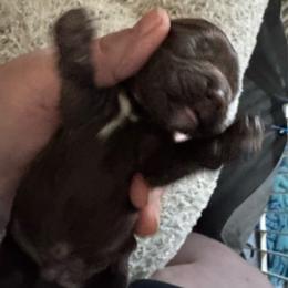 Brown - Brown male Cocker Spaniel puppy in Soddy Daisy, Tennessee from Kaleidoscopic Creations