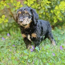Flurry - Merle female Goldendoodle puppy in Rome, Georgia from Victoria’s Designer Doodles