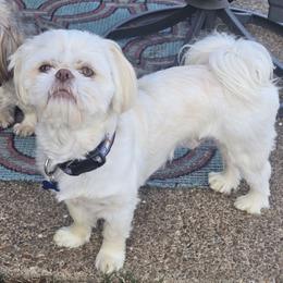 Zorro - Shih Tzu