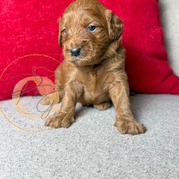 Garland (light green collar) - Apricot male Goldendoodle puppy in Murrieta, California from Apricot Poodles & Goldendoodles, LLC