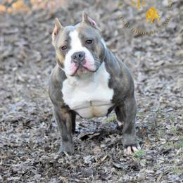 American Bully All Grown Up from Weight In Gold Kennels