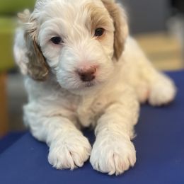 Australian Labradoodle Puppies from NoodleDoodles LLC