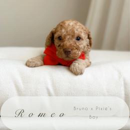 Romeo - Red  male Poodle puppy in Charlotte, North Carolina from Bruno & Co. Puppies