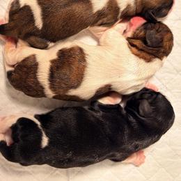 Chloe - Black and white female Shih Tzu puppy in Hemet, California from Aloha Shih Tzu