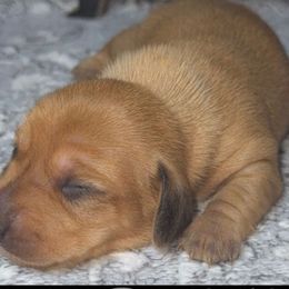 Dachshunds from Dachshund of M-A