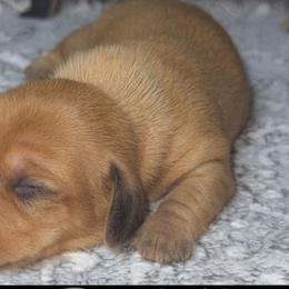 Dachshunds from Dachshund of M-A