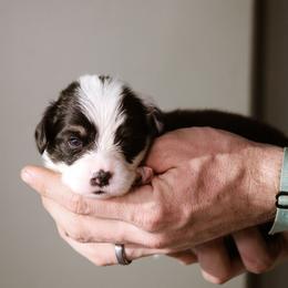 Frank - Black and tan male Pembroke Welsh Corgi puppy in South Otselic, New York from Ridge Top Corgis