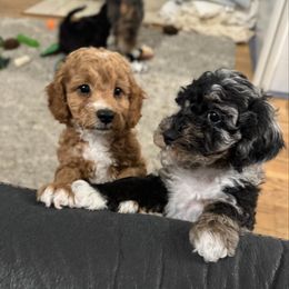 Cavapoo puppies from House of Cavapoos