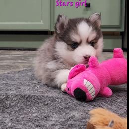 Star girl - Black and white female Pomsky puppy in Isanti, Minnesota from Magnum Pomskies