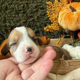 Toffee - Sable merle and white female American Corgi puppy in Paxton, Illinois from McGovern Family Corgis