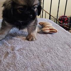 Sally - Silver sable female Tibetan Spaniel puppy in Billings, Montana from Embershine Tibetan Spaniels