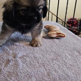 Sally - Silver sable female Tibetan Spaniel puppy in Billings, Montana from Embershine Tibetan Spaniels