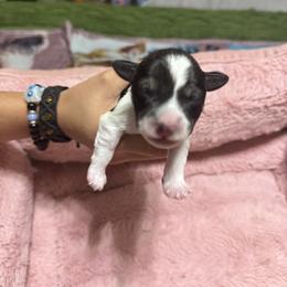 Sundae - Parti male Miniature Schnauzer puppy in Chicago, Illinois from Cuddly Cutts Pets
