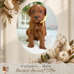 Pumpkin - Red  male Goldendoodle puppy in Norcross, Georgia from Teddy Puppies