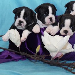 Boston Terrier Puppies from Lighthouse Bostons