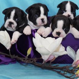 Boston Terrier Puppies from Lighthouse Bostons