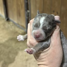Harley Dune - Blue merle male Miniature American Shepherd puppy in Bayard, Nebraska from Puppies by Alies