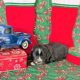Sierra - Black tri-color female Australian Shepherd puppy in Parker, Colorado from Legacy Ranch Australian Shepherds