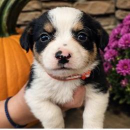 Male 4 - Black tri-color male Assorted Doodle Crosses puppy in Mouth Of Wilson, Virginia from Holly Ridge Aussies, Aussiedoodles & Corgis
