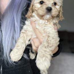 Bernedoodle and Cavapoo Puppies from Lawler’s Legacy Litters