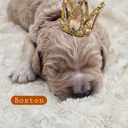 Boston - Apricot male Goldendoodle puppy in Neillsville, Wisconsin from Granton Creek