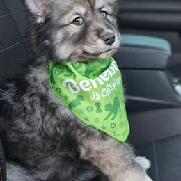 Siberian Husky Puppies from Anime Huskies